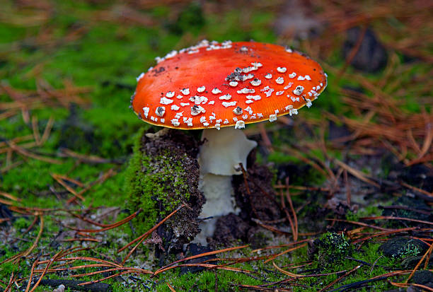 amanita - poizon mushroom 뉴스 사진 이미지