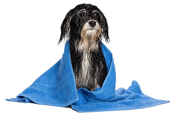 istock Wet havanese puppy after bath dressed in a blue towel 186048276