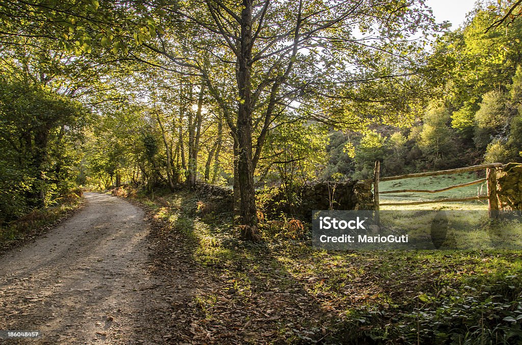 Percorso nella foresta - Foto stock royalty-free di Albero