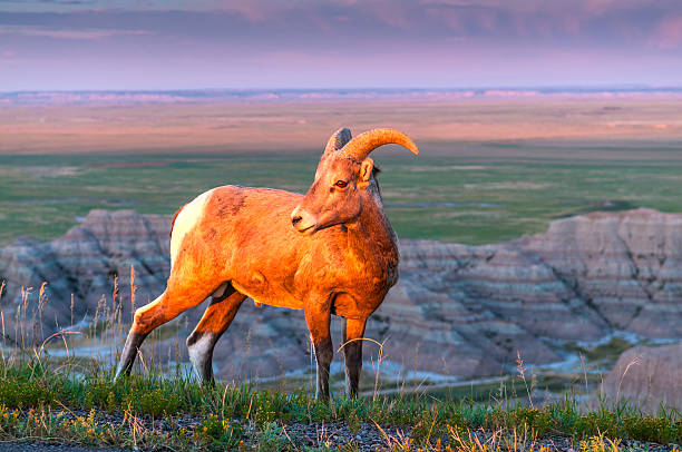 istock Badlands Bighorn Sheep at Sunrise 186048637