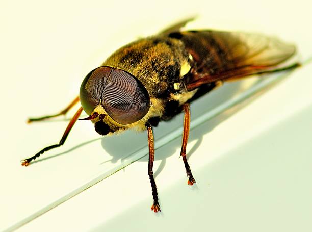 tavão/veado mosca - horse fly imagens e fotografias de stock