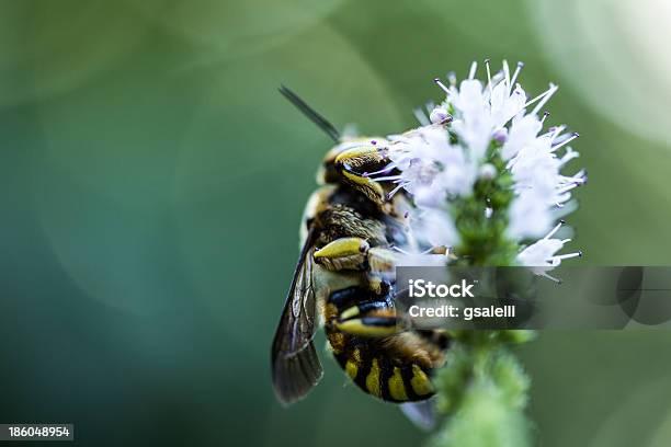 Wasp Na Kwiat - zdjęcia stockowe i więcej obrazów Bezkręgowce - Bezkręgowce, Bliskie zbliżenie, Ciało zwierzęcia