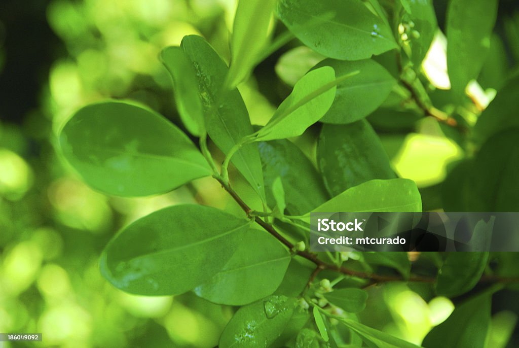 Coken Tree Coca Leaves On The Tree Stock Photo - Download Image Now - Coca Plant ...