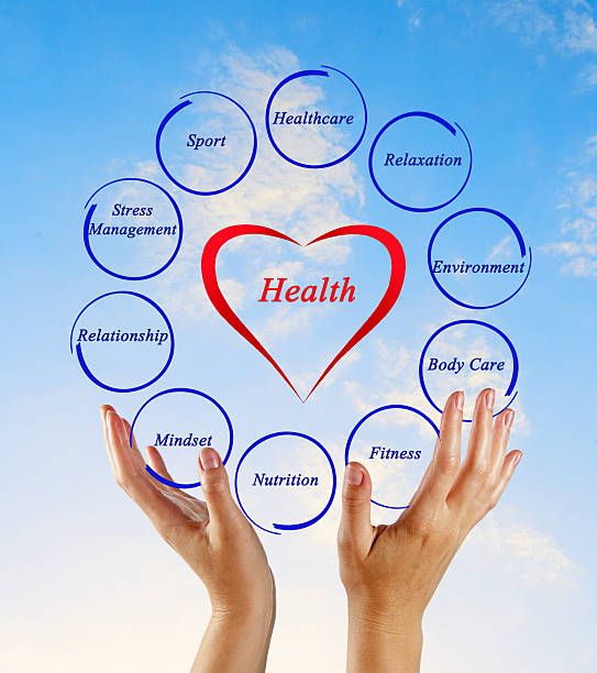 diagramm der gesundheit - human cardiovascular system heart shape human hand healthy lifestyle stock-fotos und bilder