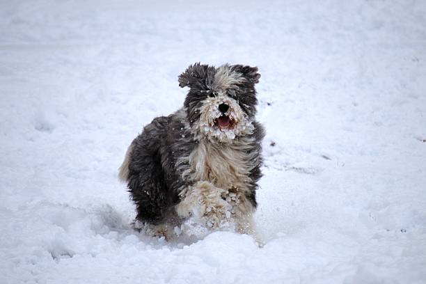 istock Dog playing in the snow 186049350