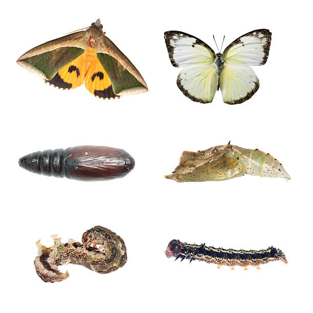 istock butterfly and moth life cycle 186052718