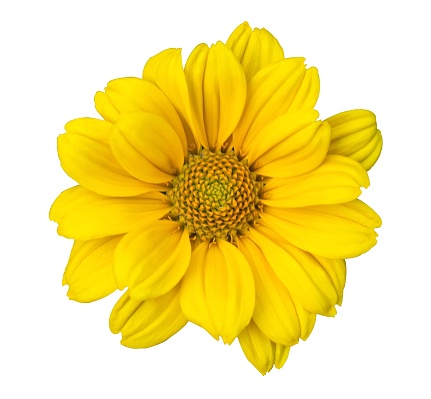 Beautiful Yellow Dahlia Flower Isolated on White Background with clipping path. Beautiful Flower with Yellow petals isolated on white Background.
