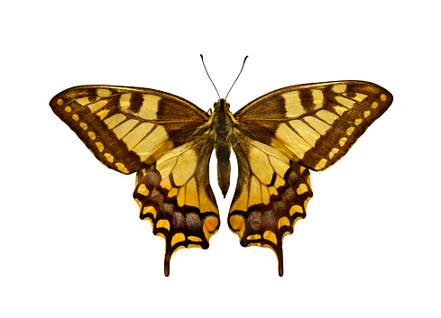 Old world Swallowtail Butterfly (Papilio Machaon), isolated on white. Object with clipping path.