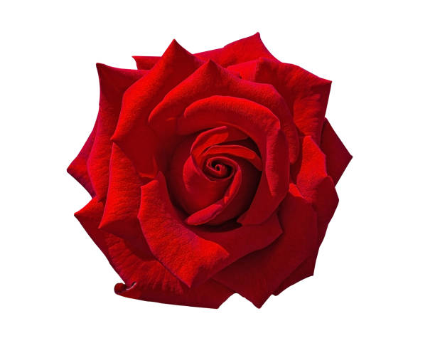 istock Red rose bud flower isolated on white background. 1860532169