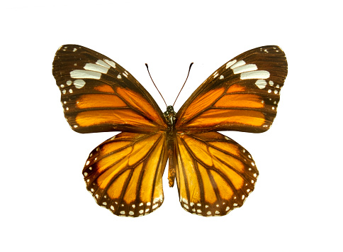 Orange Monarch Butterfly (Danaus plexippus) isolated on white background. Object with clipping path. Milkweed butterfly (subfamily Danainae) in the family Nymphalidae.