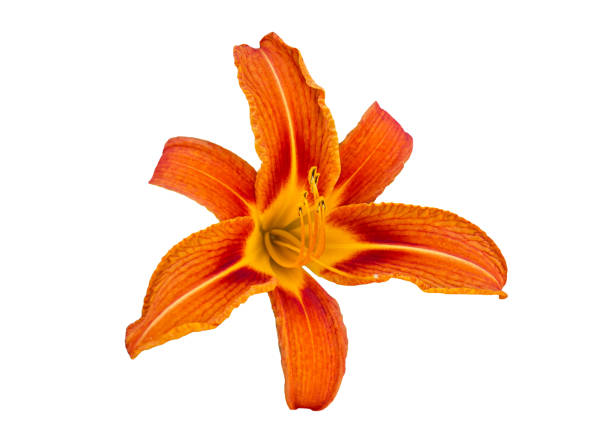 Orange Daylily bud flower isolated on white background. Lily flower isolated on white background with clipping mask.