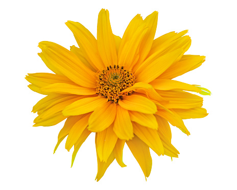 Blossom of yellow false sunflower isolated on white background macro photography. Garden rough oxeye flower with yellow petals in summertime, close-up photo. Yellow heliopsis flower.