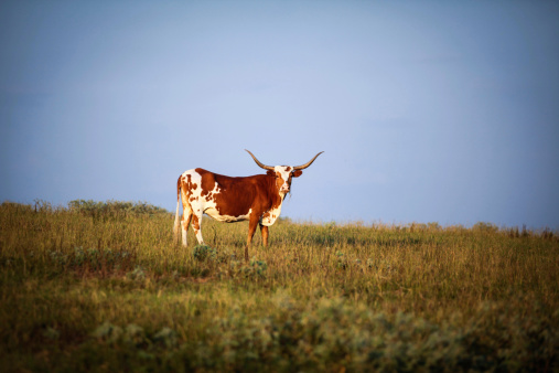 A majestic Long Horn cow stands alone on a Texas ranch.