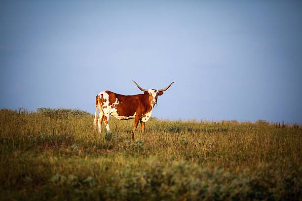 o long horn vaca em rancho - long horn - fotografias e filmes do acervo
