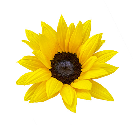 Sunflower flower isloted on a white background. Object with clipping path.