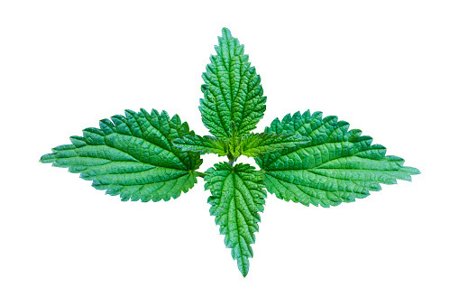 fresh mint leaf