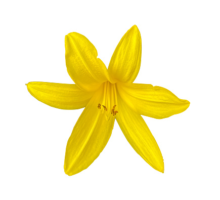 Summer blooming flower of yellow Lily isolated on white background with clipping path. Hemerocallis lilioasphodelus. Flowering perennial herb. Yellow lili isolated.