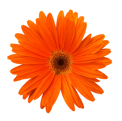 Single orange Gerbera flower isolated on white background. Object with clipping mask. Design element.