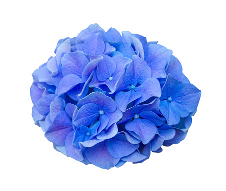 Beautiful Blue Hydrangea macrophylla Royal Pride flower close-up isolated on white background. Purple Hydrangea flower isolated for decoration and design.