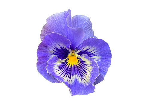 Closeup blue pansy flower isolated on white background. Bright heartsease garden icon. Blooming Viola wirttrockiana plants cut out element for design. Viola cornuta Hansa in bloom close up cutout