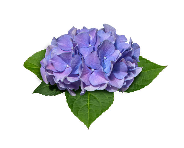 istock Blue Hydrangea macrophylla flower isolated on white background. Purple hydrangea flower close-up object with clipping mask. 1860543519