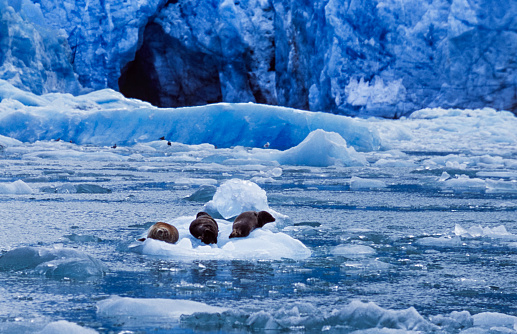 Long view of a seals resting on an iceberg that just calved off a nearby glacier.\n\nTaken in Alaska, USA