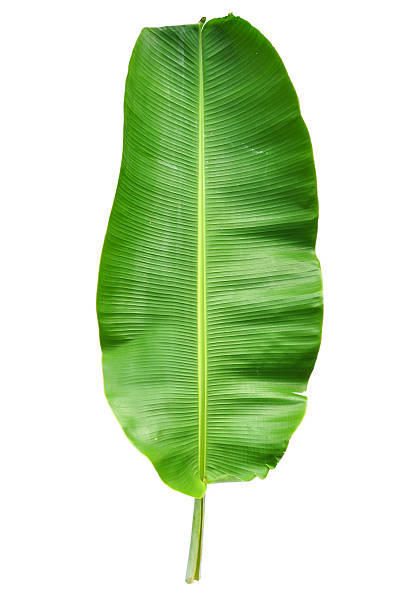 istock Green banana leaf on white background 186054778