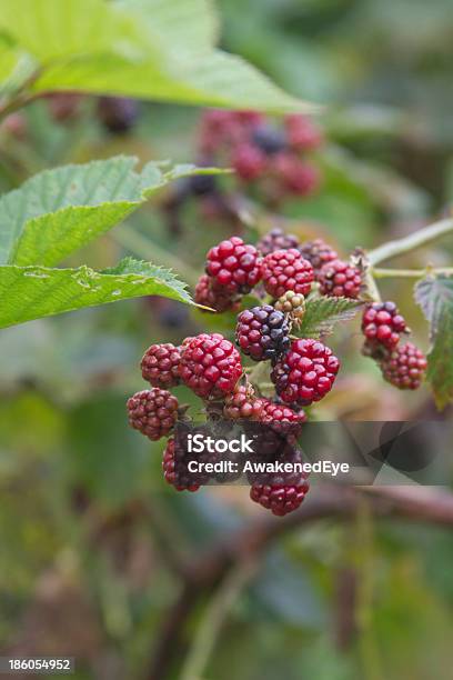 삼각대를 색상화 숙화 Blackberries 0명에 대한 스톡 사진 및 기타 이미지 - 0명, 건강한 식생활, 과일