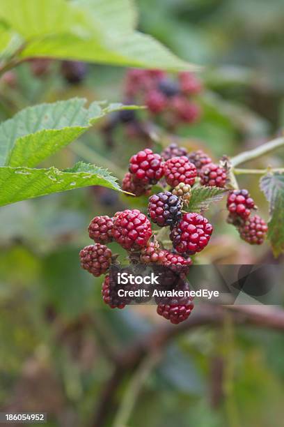 Крупный План Ярких Ripening Blackberries — стоковые фотографии и другие картинки Без людей - Без людей, Вертикальный, Деликатес