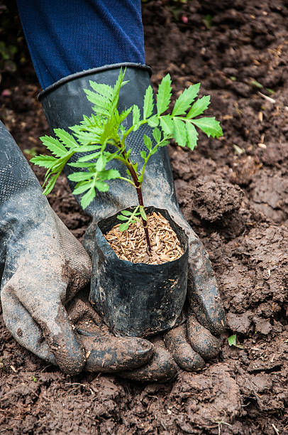 istock Closeup of gardener planting the tree in spring 186055106