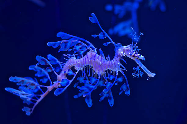 Sea Dragon Sea Dragon swimming in an aquarium. seadragons photos stock pictures, royalty-free photos & images