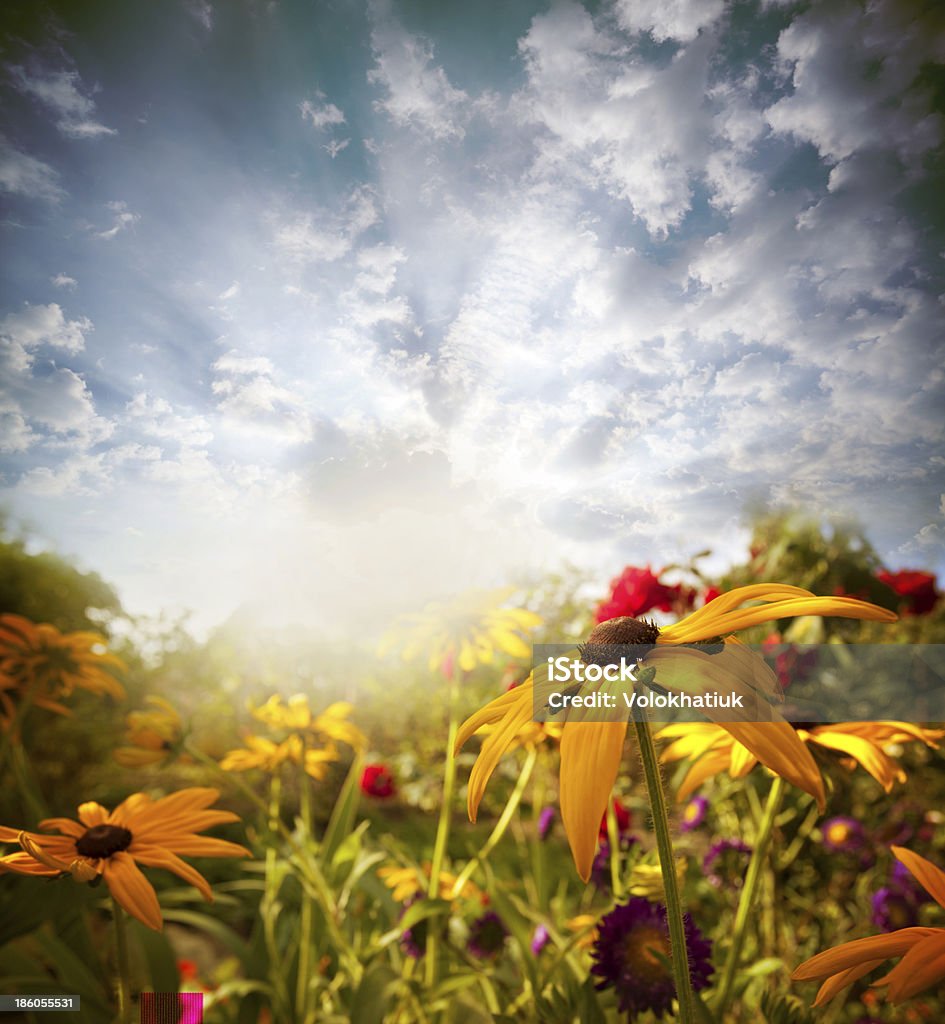 flowers field of flowers and sunlight Agricultural Field Stock Photo