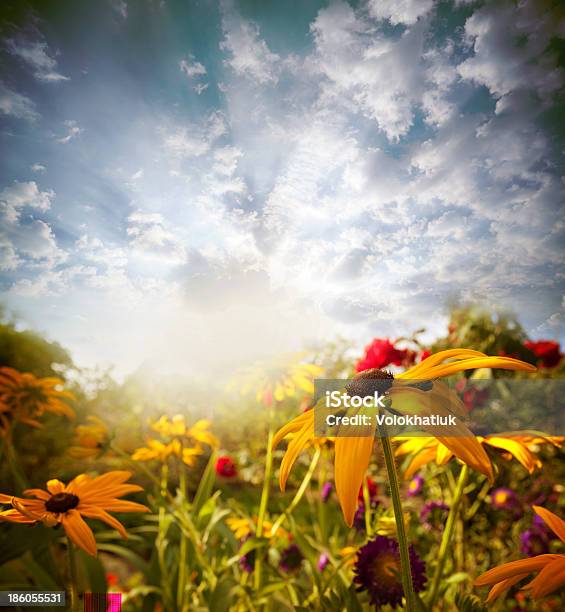 Flowers Stock Photo - Download Image Now - Agricultural Field, Agriculture, Backgrounds