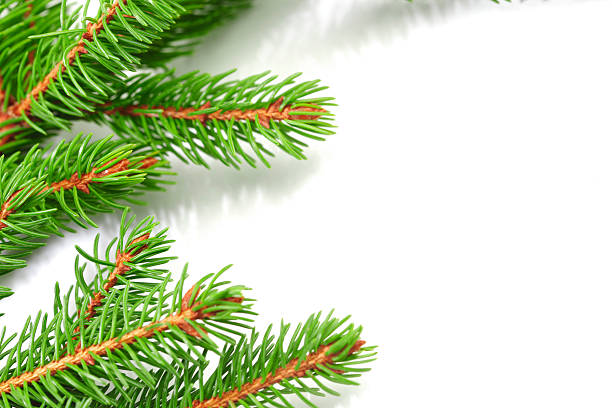 istock Banch of fir on white 186055548