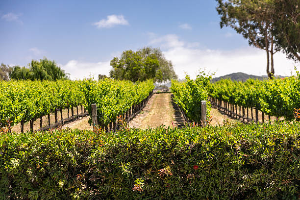 Summer Vineyard Summer vineyards in Central California wine country pinot noit stock pictures, royalty-free photos & images