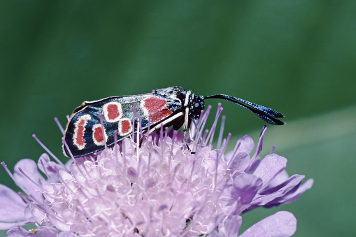 specimen of crepuscular burnet moth, rest on a flower, Zygaena carniolica, Zygaenidae