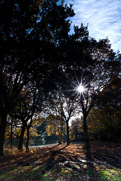 istock Sunshine through trees in autumn woodland 186055881