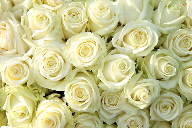 istock Group of white roses, wedding decorations 186055915