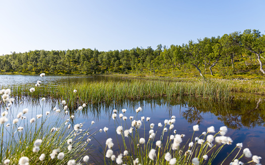 Idyllic lake landscape in Finland with cotton grass and blue water