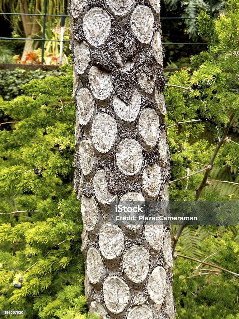 Helecho árbol plata - Foto de stock de Botánica libre de derechos