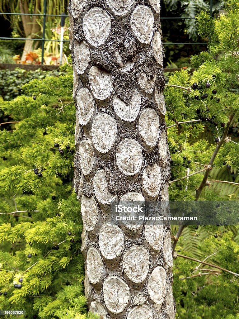 Silver Fern Tree - Foto de stock de Botânica - Assunto royalty-free