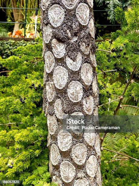 Foto de Silver Fern Tree e mais fotos de stock de Botânica - Assunto - Botânica - Assunto, Cicatriz, Complexidade