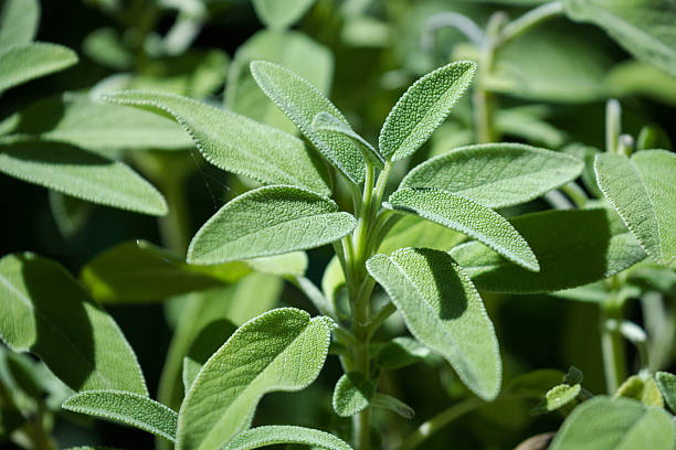 Sage Plant Sage Plant sage photos stock pictures, royalty-free photos & images