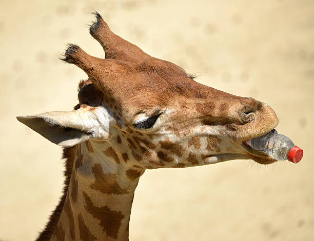 istock Giraffe with bottle in mouth 186058166