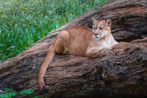 istock Cougar Laying Down (Puma concolor) also known as Mountain Lion 1860583595