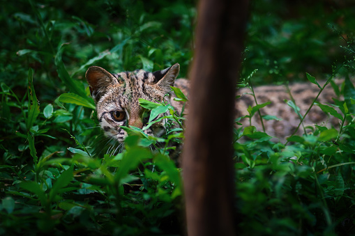 Oncilla hiding (Leopardus tigrinus) - Central and South American spotted wild cat