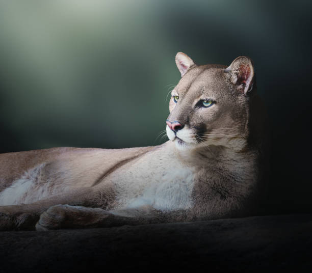 istock Cougar Laying Down (Puma concolor) also known as Mountain Lion 1860584437