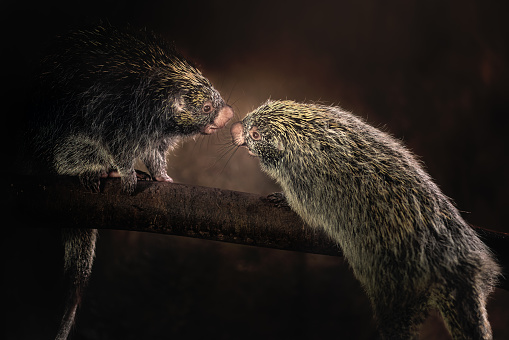 Brazilian Porcupines (Coendou prehensilis) - South american rodent
