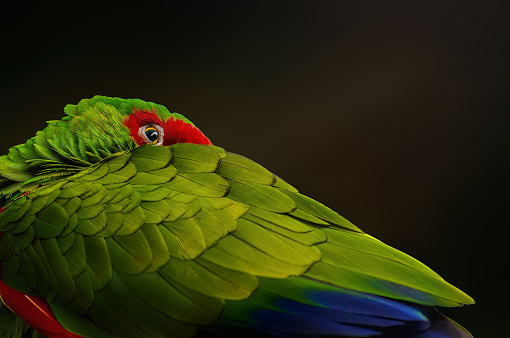 close-up of a great green macaw (Ara ambiguus) also known as Buffon's macaw or great military macaw with food in beak