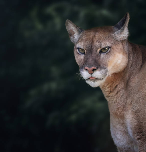 istock Cougar portrait (Puma concolor) also known as Mountain Lion 1860587258